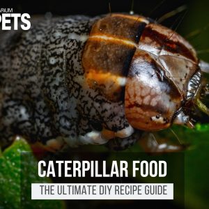 What Do Caterpillars Eat? | Best Caterpillar Food + Recipe!