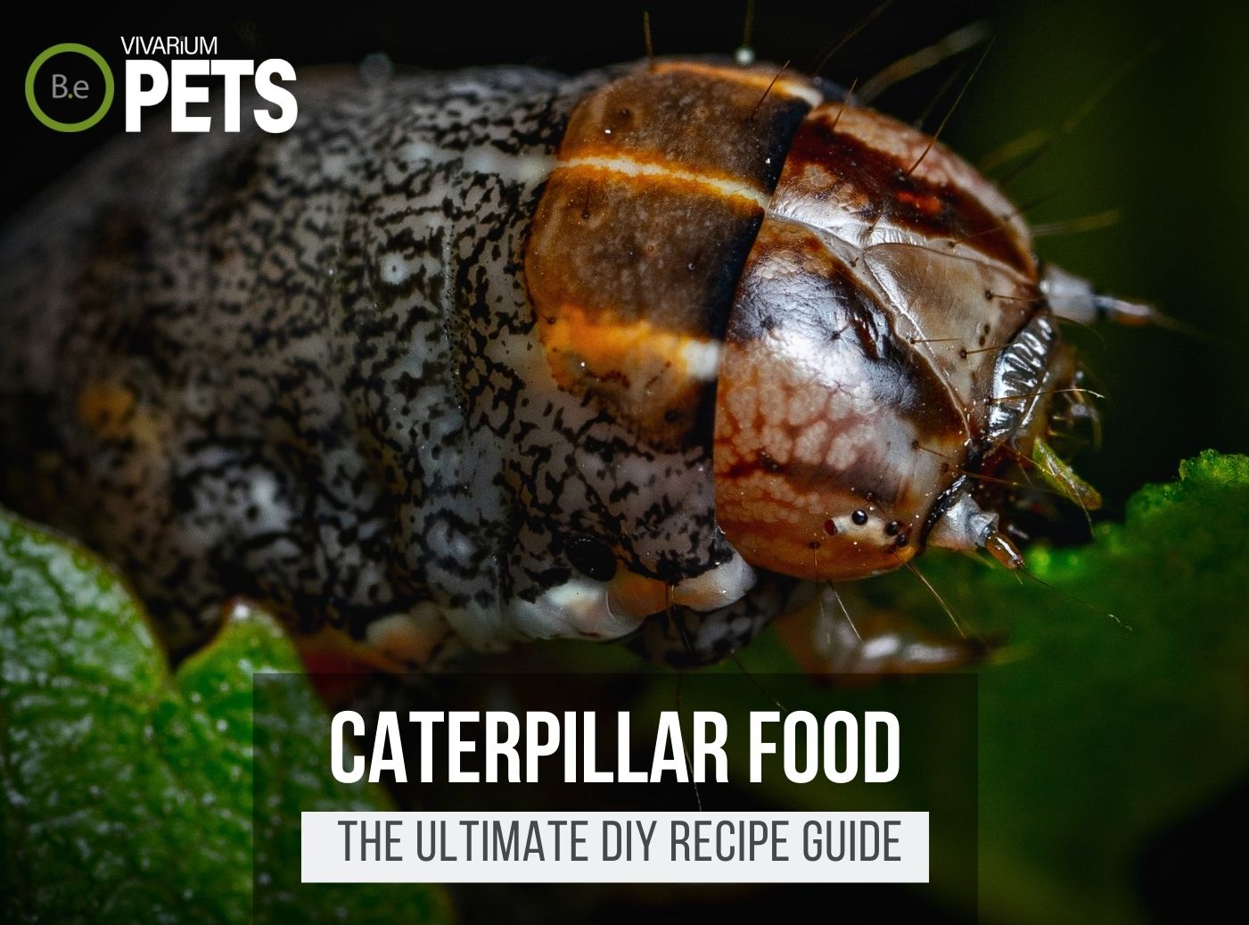 What Do Caterpillars Eat? | Best Caterpillar Food + Recipe!