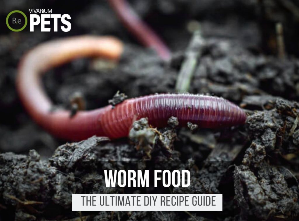 What Do Worm Eat? | Best Worm Food + DIY Recipes!