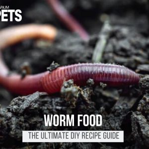 What Do Worm Eat? | Best Worm Food + DIY Recipes!