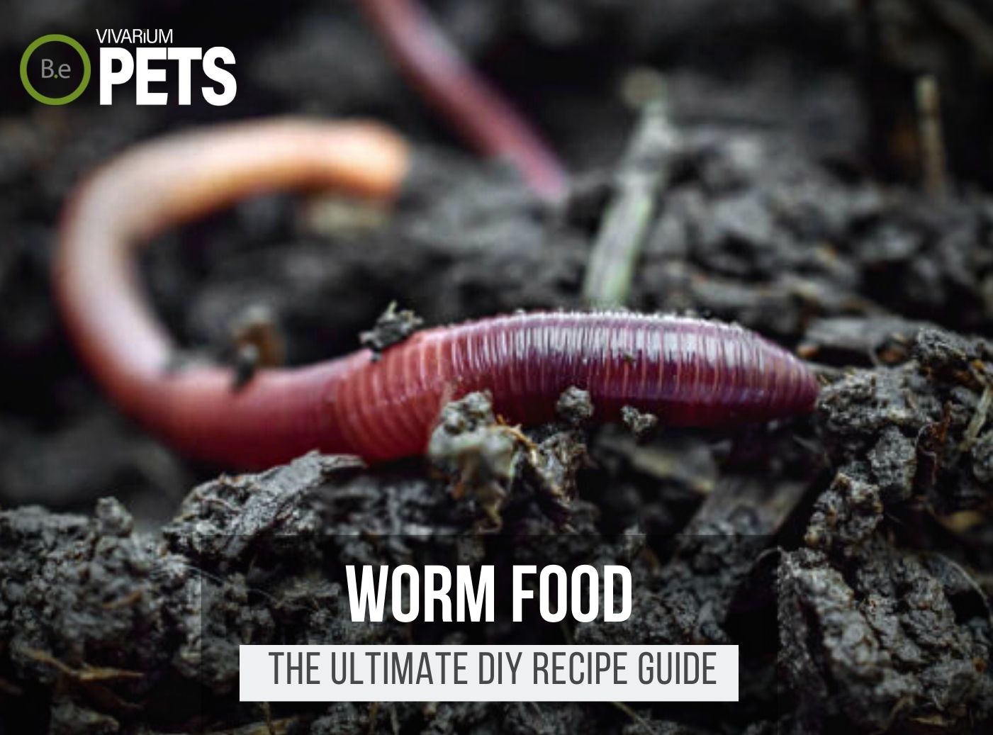 What Do Worm Eat? | Best Worm Food + DIY Recipes!