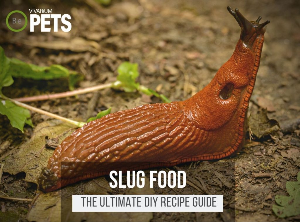 What Do Slugs Eat? | Best Slug Food + DIY Recipes!