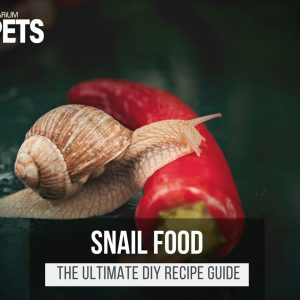 What Do Snails Eat? | Best Snail Food + DIY Recipes!