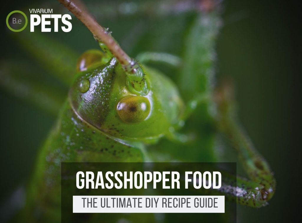 What Do Grasshoppers Eat? | DIY Grasshopper Food Recipe