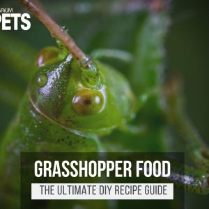 What Do Grasshoppers Eat? | DIY Grasshopper Food Recipe
