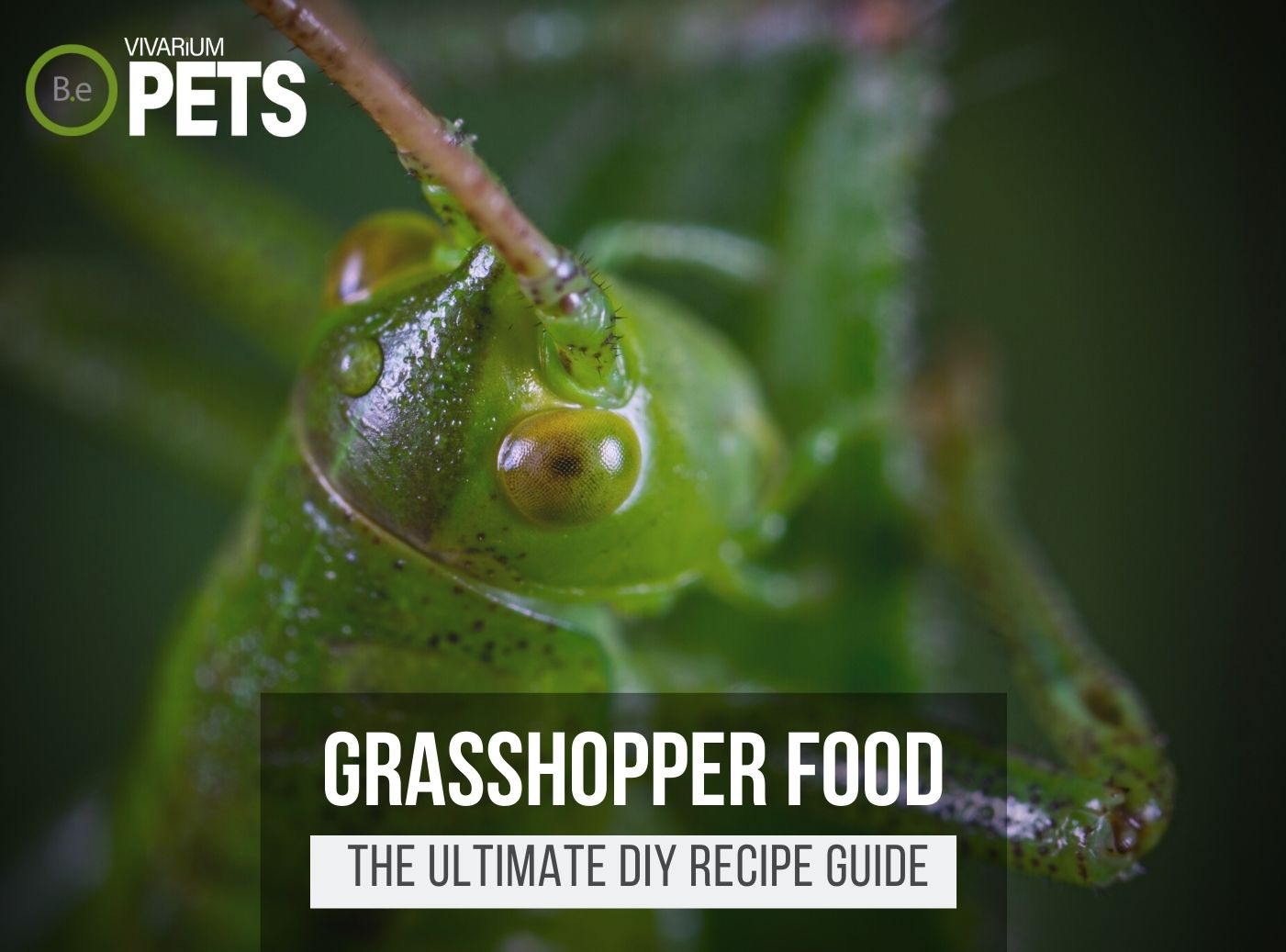 What Do Grasshoppers Eat? | DIY Grasshopper Food Recipe