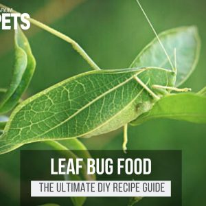 What Do Leaf Bugs Eat? + DIY Leaf Bug Food Recipe!