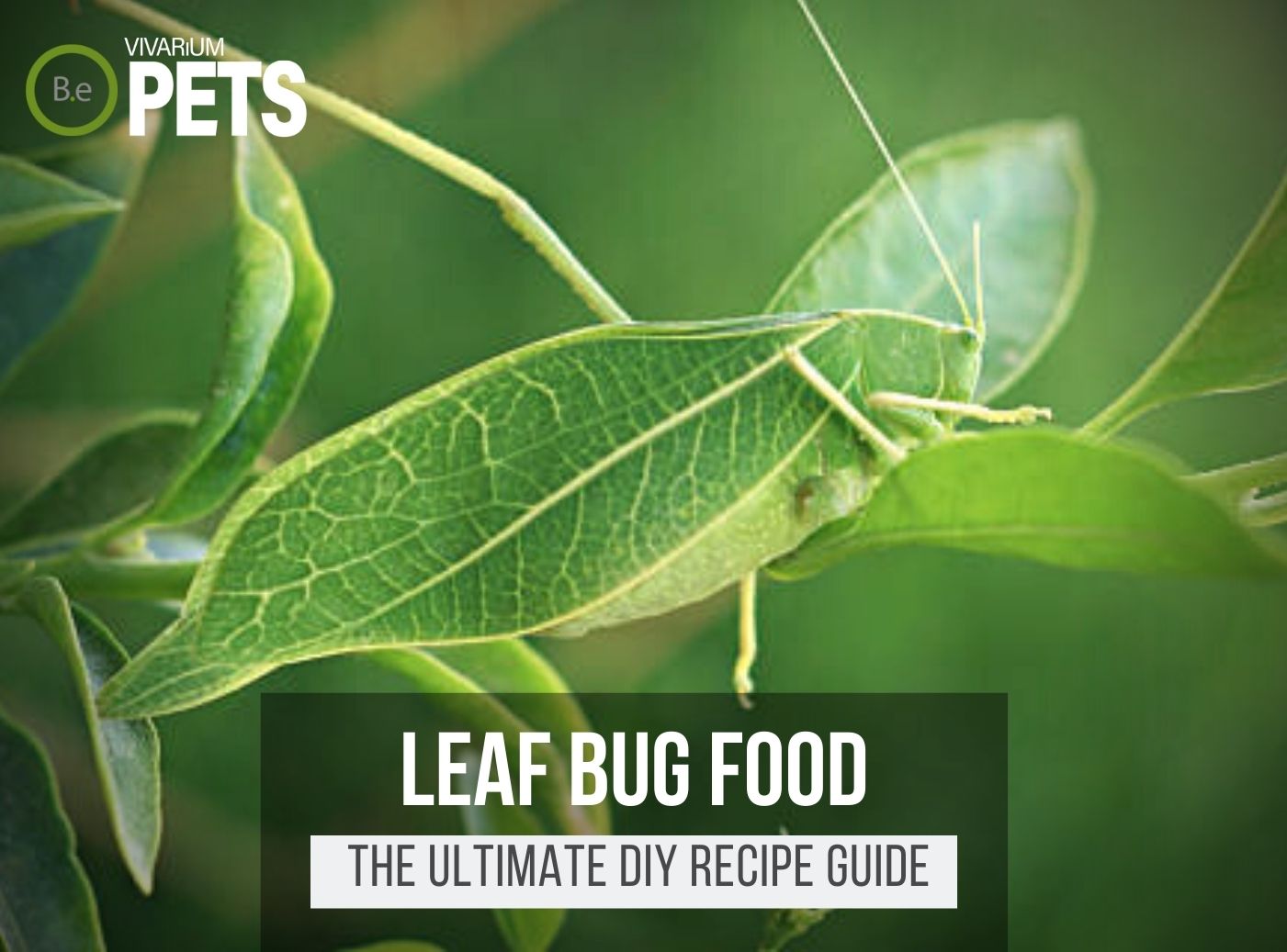 What Do Leaf Bugs Eat? + DIY Leaf Bug Food Recipe!