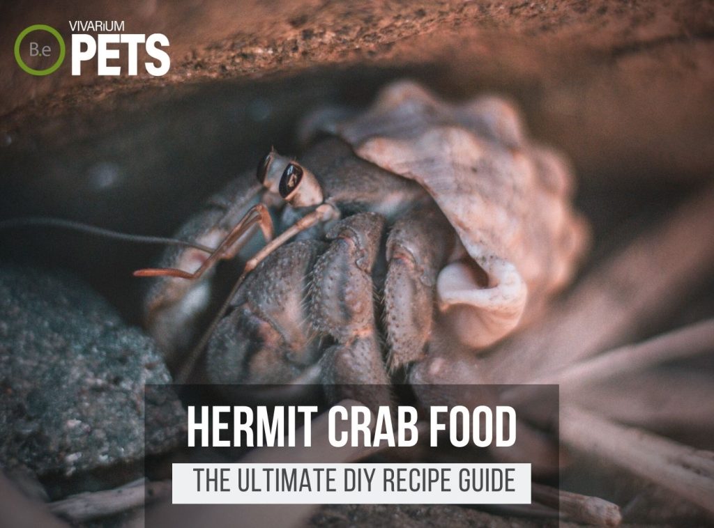 What Do Hermit Crabs Eat? + DIY Hermit Crab Food Recipe!
