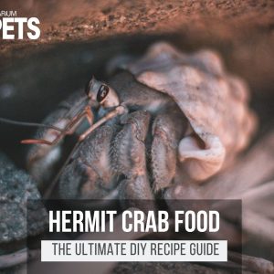 What Do Hermit Crabs Eat? + DIY Hermit Crab Food Recipe!