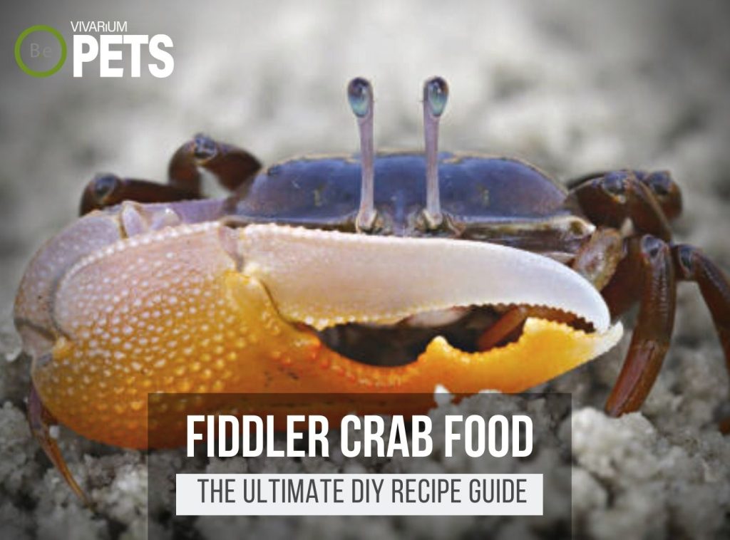 What Do Fiddler Crabs Eat? + DIY Fiddler Crab Food Recipe!