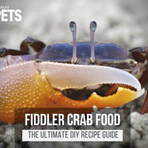 What Do Fiddler Crabs Eat? + DIY Fiddler Crab Food Recipe!