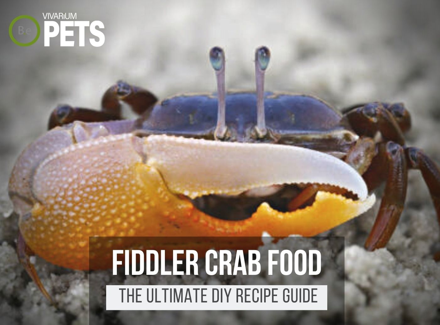 What Do Fiddler Crabs Eat? + DIY Fiddler Crab Food Recipe!