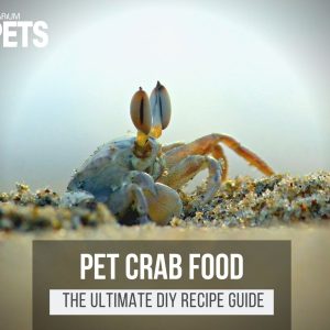 What Do Pet Crabs Eat? + DIY Pet Crab Food Recipe!