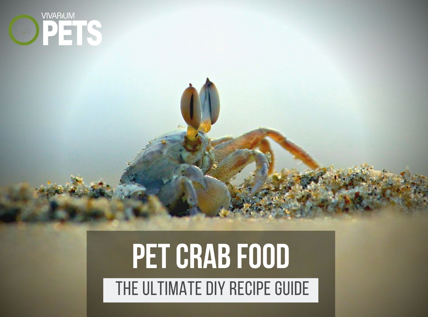 What Do Pet Crabs Eat? + DIY Pet Crab Food Recipe!