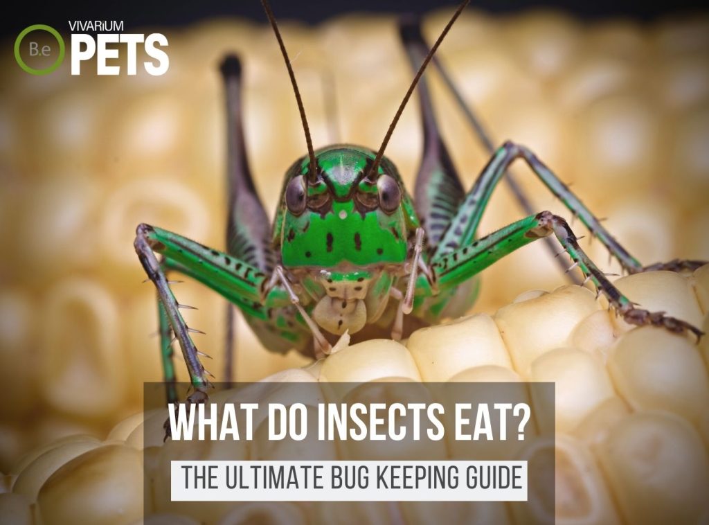 What Do Insects Eat? | 30+ Fun DIY Insect Food Recipes!