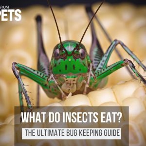 What Do Insects Eat? | 30+ Fun DIY Insect Food Recipes!