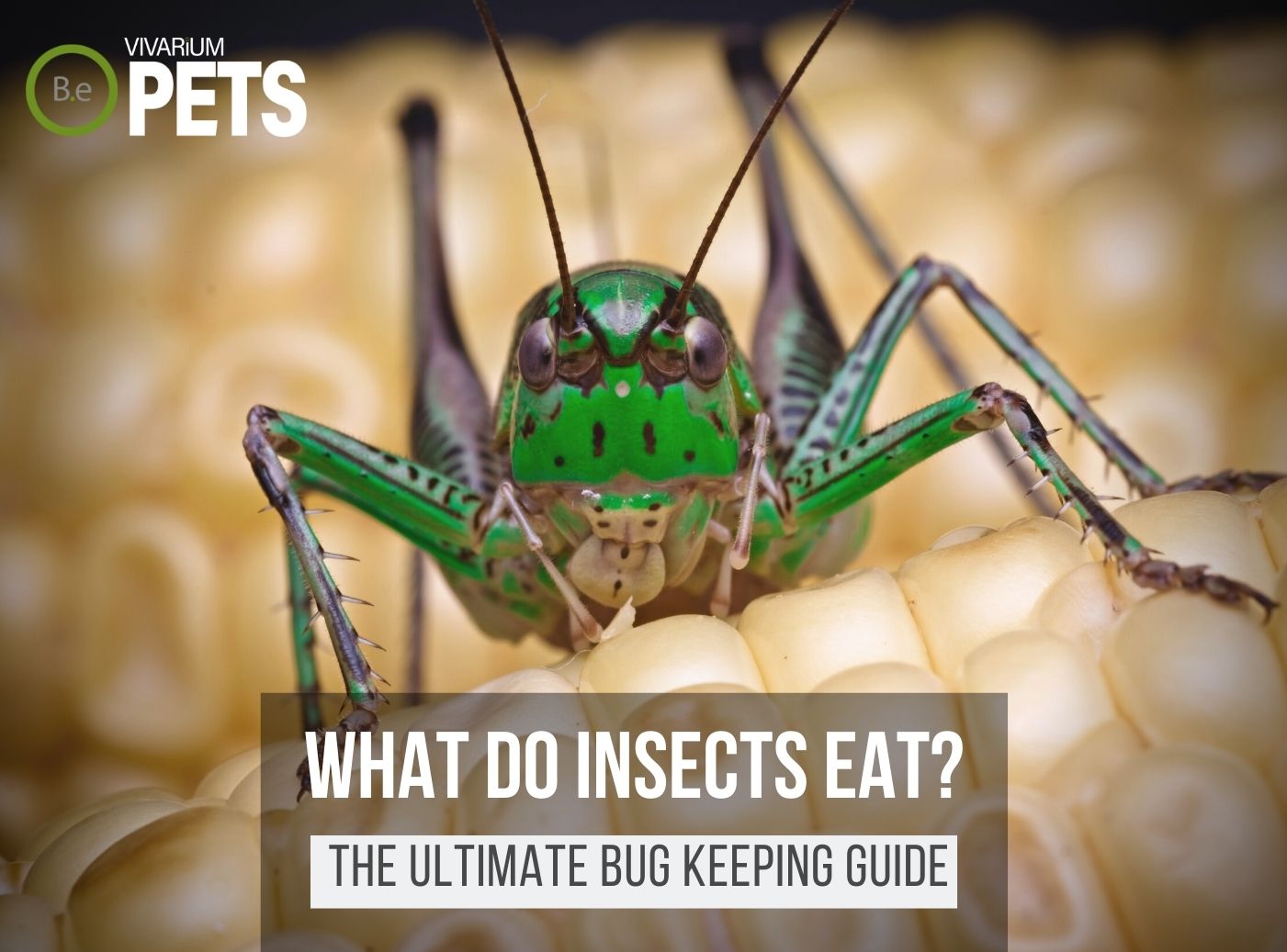 What Do Insects Eat? | 30+ Fun DIY Insect Food Recipes!